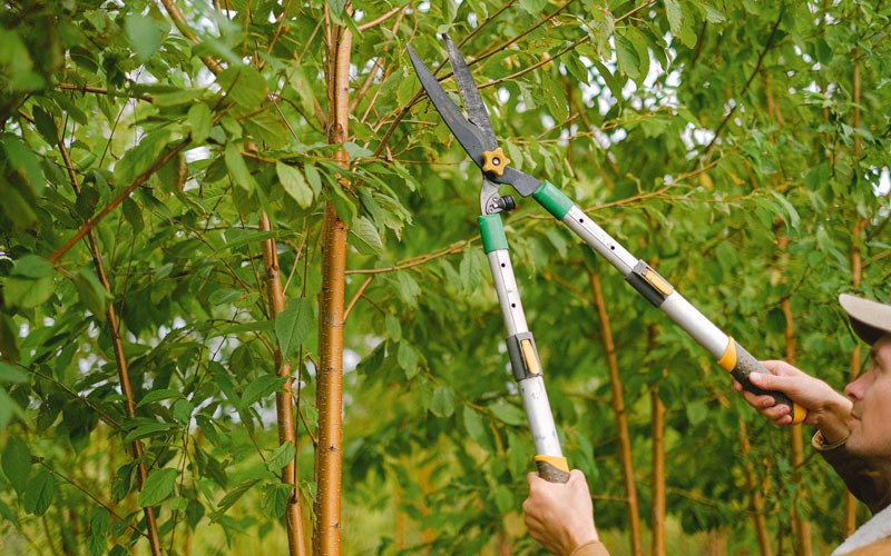 Tree trimming in Westlake, OR